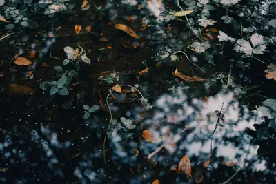 Plants leaves in the water
