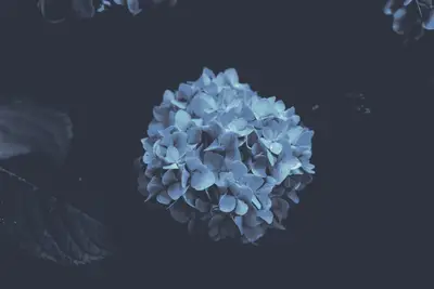 A close up of a flower