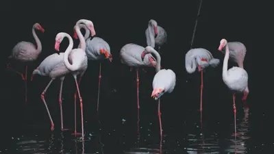 A group of flamingos standing in water