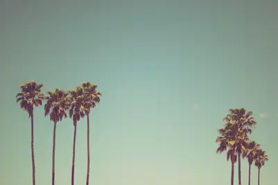 A group of palm trees