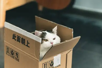 A cat in a box