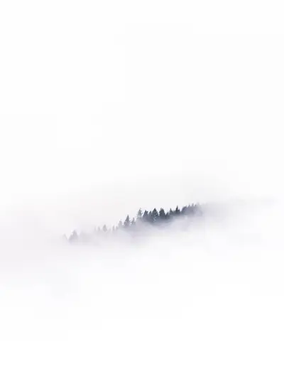 A foggy forest in the mountains