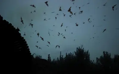A group of bats flying in the sky