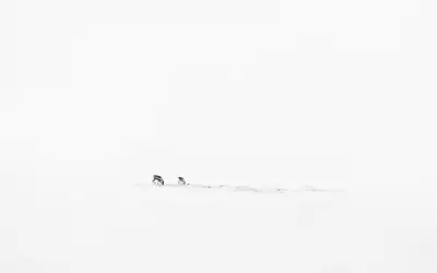 Two animals in the snow